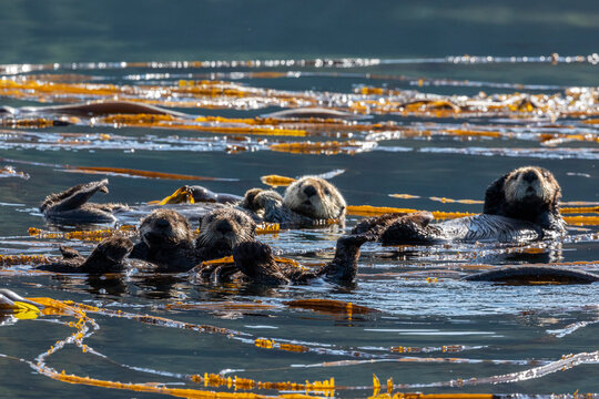 A group of sea otters (Enhydra lutris), rafting in the kelp in the Inian Islands, Southeast Alaska