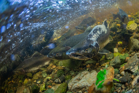 Adult pink salmon (Oncorhynchus gorbuscha), spawning in Fox Creek, Chichagof Island, Southeast Alaska