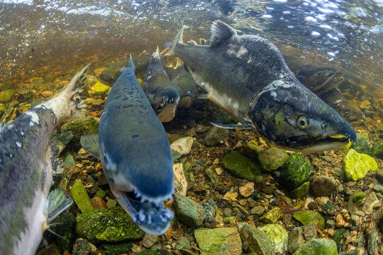 Adult pink salmon (Oncorhynchus gorbuscha), spawning in Fox Creek, Chichagof Island, Southeast Alaska