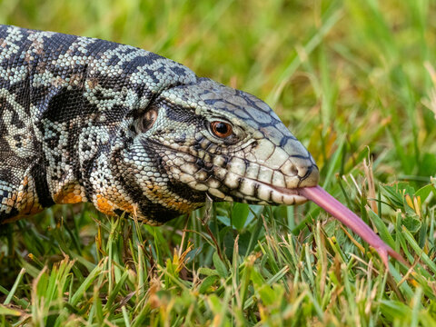 An adult Argentine black and white tegu (Salvator merianae), Iguazu Falls, UNESCO World Heritage Site, Misiones Province, Argentina