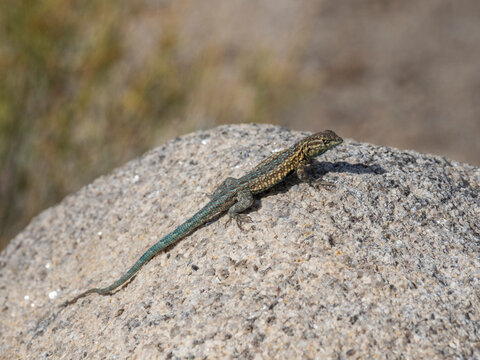 An adult common side-blotched lizard (Uta stansburiana), in Joshua Tree National Park, California