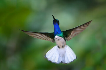Flying White necked Jacobin (Florisuga Mellivora), Manu National Park cloud forest, Peru