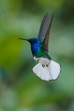 Flying White necked Jacobin (Florisuga Mellivora), Manu National Park cloud forest, Peru