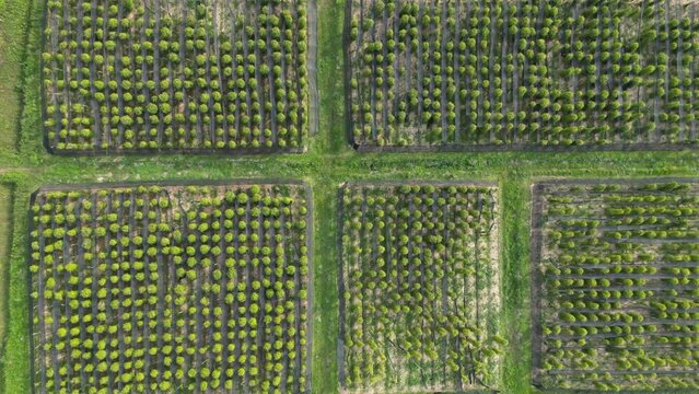 Descending drone footage above pepper fieds at the Plantation Kampot. Nice pattern from the sky to the ground, Cambodia 1-2