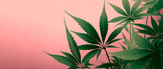 Cannabis leaves isolated on pink background. Generative AI