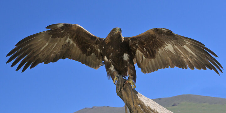 Golden Eagle (Aquila chrysaetos) with open wings, Song Kol lake, Naryn region, Kyrgyzstan
