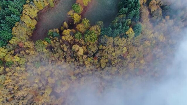 Looking down on a forrest covered with mist in the fall