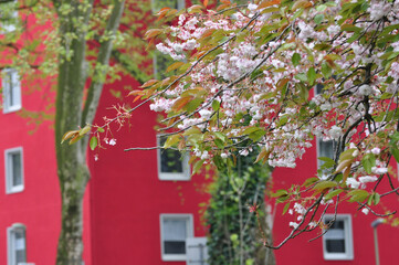 Closeup of cherry flowers blooming against a red house in Holsterhausen, Essen, Germany