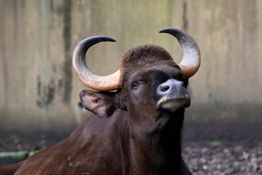 カメラ目線のガウルのアップ