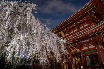 東京都台東区　浅草寺の夜明け前の枝垂れ桜
