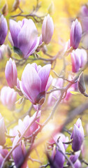 Flowers in spring, flowering beautiful Magnolia flower