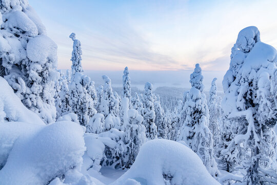 Frozen snowy forest in winter, Oulanka National Park, Ruka Kuusamo, Lapland