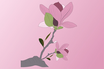 Fototapeta na wymiar Magnolia spring hand drawn flower vector art