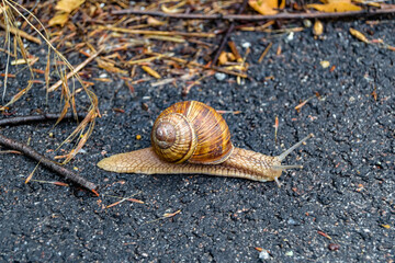 Big garden snail in shell crawling on wet road hurry home