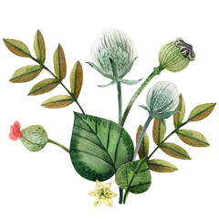 Seamless pattern with papaver poppy flowers