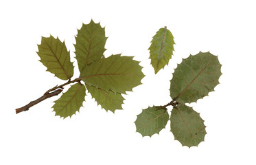 Press and dry Mediterranean leaves, isolat on white background. For floral patterns, compositions, herbariums, scrapbooking, floristry.