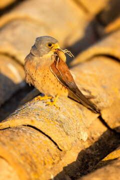 Lesser Kestrel (Falco naumanni) with cricket food parcel, Toledo, Castilla-La Mancha, Spain