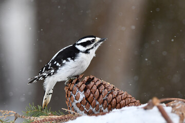 Winter scene of a female Downy Woodpecker sitting perched on a pinecone 