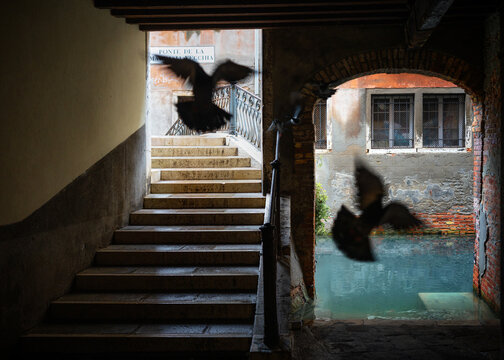 Flying pigeons in Venice, UNESCO World Heritage Site, Veneto