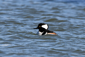 Fototapeta premium Colorful male Hooded Merganser duck floating in harbor