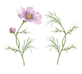 Watercolor illustration of a pink cosmea flower with a green twig. Isolated on a white background.