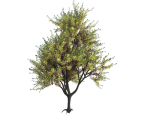 albero foglie verdi colorate rosse arancioni gialle