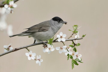 Sylvia atricapilla. Eurasian blackcap male with food in its beak sits on a blossoming twig. Spring in the nature.