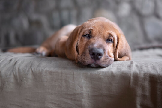 Sleepy Broholmer dog breed puppy laying on a blanket and looking into the camera