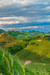 Obraz premium Colline del Prosecco
