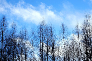 The branches of a tree without leaves sway in the wind. Branches of a tree. Blue sky with clouds. Weather forecast. Climatic conditions. Nature. Forest in winter. Clear cloudless blue sky. Tall trees