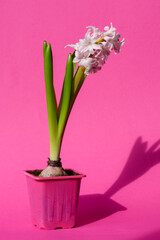 Pink hyacinth flower Hyacinthus orientalis on a pink background, shadow. First spring flower. greeting card.
