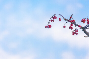 wild red apples on a branch in winter against a blue sky background