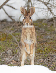 Naklejka na ściany i meble Eastern cottontail rabbit standing on its hind legs in a winter forest.