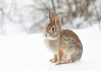 Eastern cottontail rabbit sitting in the snow in a winter forest in Canada