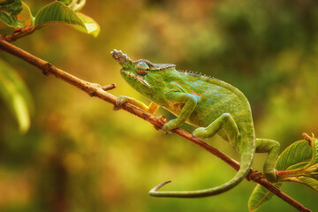 Chameleons of  Madagascar: Lesser Chameleon, Furcifer minor, Attractive, bright green-orange striped chameleon, male, endemic to Madagascar, climbing on branch with leaves, blurred background.