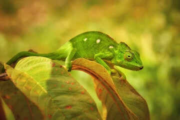 Chameleons of  Madagascar: young Malagasy giant chameleon, Furcifer oustaleti, bright green colored chameleon endemic to Madagascar,  blurred green-orange background.