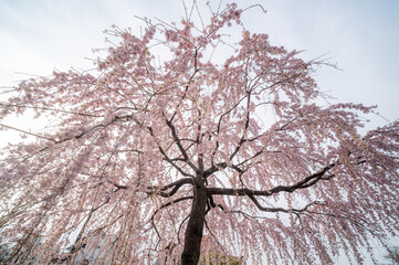 東京都台東区　浅草寺の枝垂れ桜
