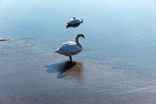 Dos cisnes vulgares (Cygnus olor) en la orilla de un pantano. Vilaboa, Galicia, Espa&ntilde;a.