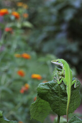 Green Anole Lizard - Anolis carolinensis on Lantana Flower, Shallow DOF