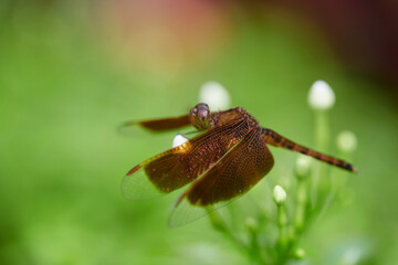 Close-up view of  dragonfly perching on flower