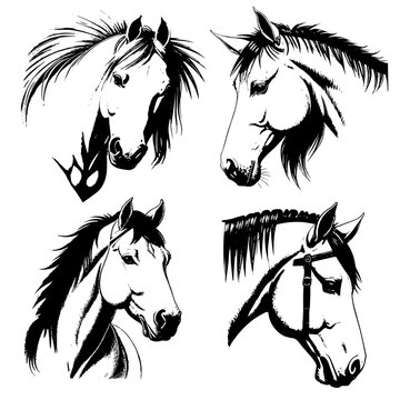 Vector image - vintage horse illustration. Vector illustration of the heads of 4 horses. Monochrome, highlighted on a white background.