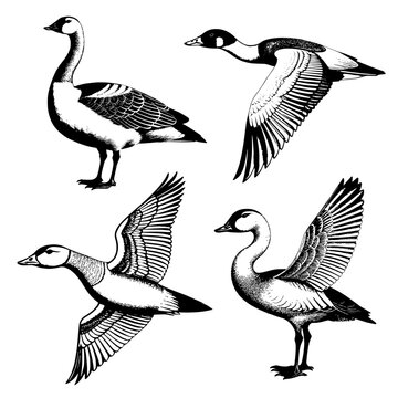 Vector image of geese. Vintage illustration of a goose. Vector illustration of 4 geese. Monochrome, highlighted on a white background.