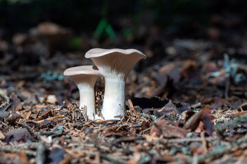 mushrooms in the woods