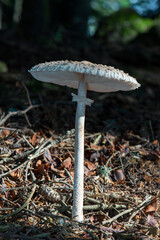 mushrooms in the forest