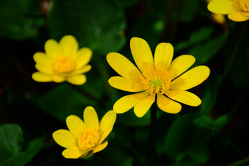 beautiful bright yellow Adonis Vernalis flower macro. soft blurred dark background. isolated image. pheasant's eye. false hellebore. herb. perennial flowering plant. beauty in nature. herbal plant
