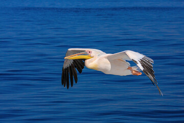 A Great White Pelican at the flight
