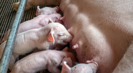 The top view of Many newly born piglets are sleeping on the mother's milk, Momma pig feeding baby pigs