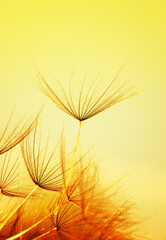 Obraz premium Dandelion flower on sun