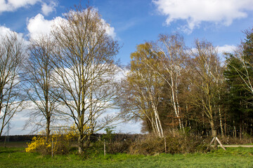 German countryside landscape with birch trees and bush