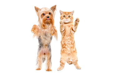 Funny dog yorkshire terrier and ginger kitten scottish straight standing together on hind legs isolated on white background